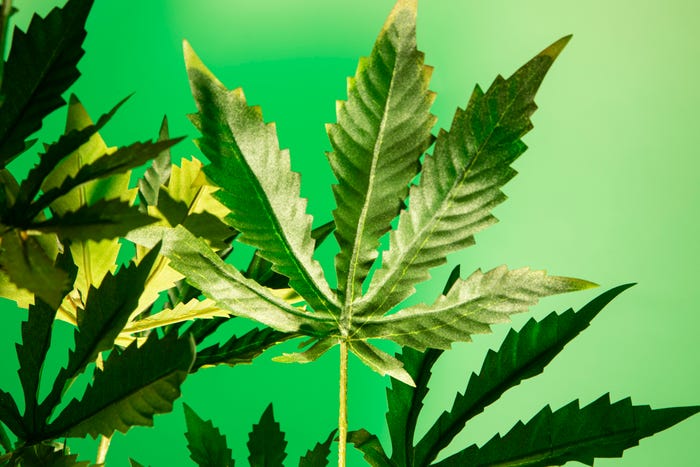 medical marijuana cbd hemp weed smoking joint leafly flowers cannabis cox 77