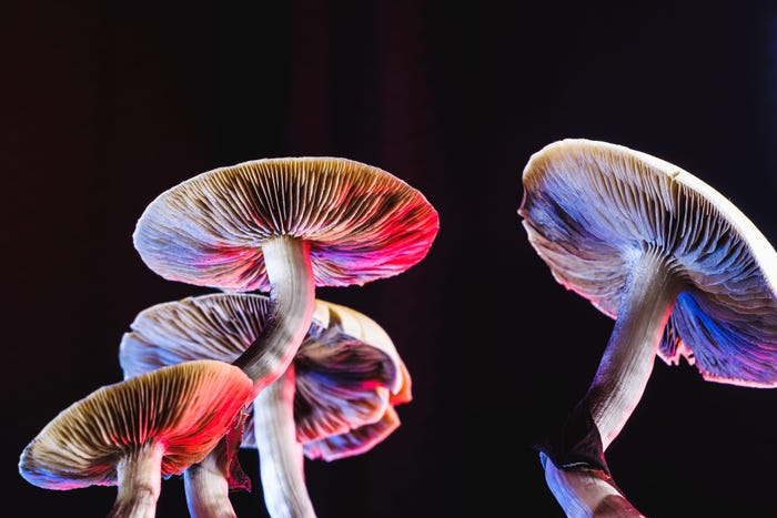 Psilocybin, found in magic mushrooms, is a type of psychedelic.