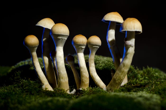 A cluster of Psilocybin mushrooms growing out of a mossy log against a dark background.